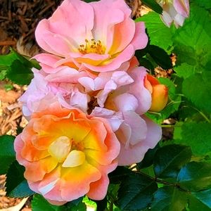 Meet your Posher, Cara